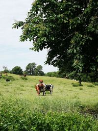 Cow in a field