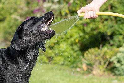 Portrait of a silly black labrador trying to drink water from a garden hose