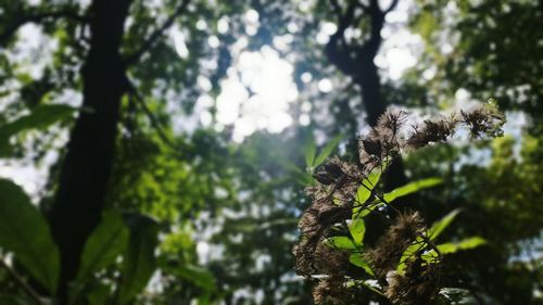 Close-up of fresh green leaves on tree