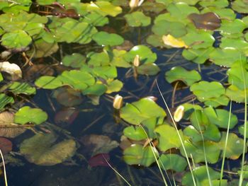 High angle view of plants floating on water