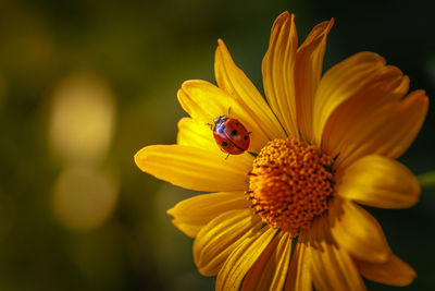 Close-up of insect on yellow flower