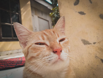Close-up of a cat