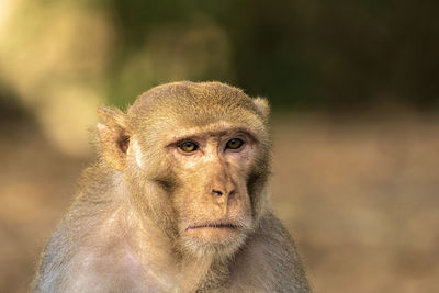 Front portrait of a macaque monkey