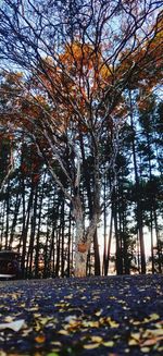 Autumn leaves on trees in forest