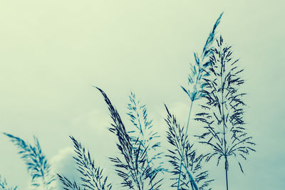 Close-up of stalks against clear sky