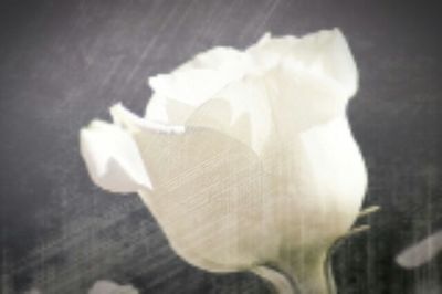Close-up of white flowers