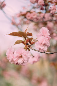 Close-up of pink cherry blossoms