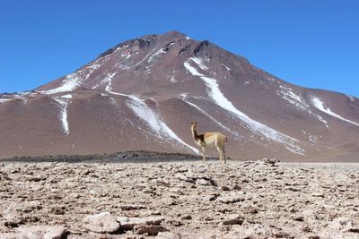 Llama standing on field against mountain