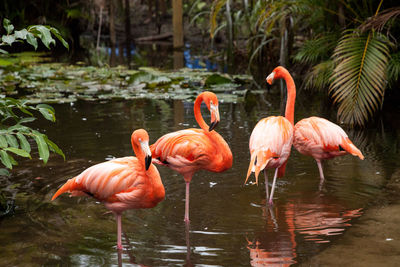 Flamingos drinking water in lake at zoo