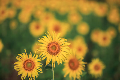 Close-up of yellow flowering plant