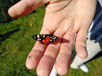 Close-up of butterfly on hand