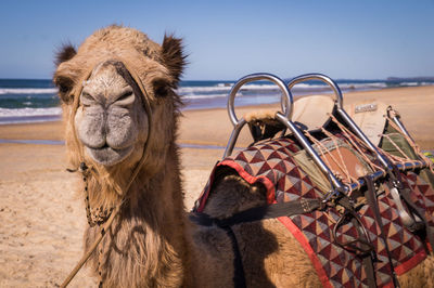 Close-up of horse on the beach