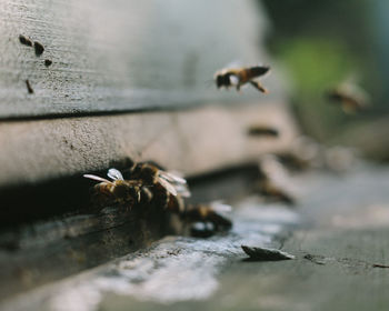 Close-up of bee flying