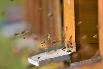 Close-up of bee hive on field