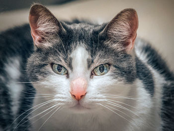 Close-up portrait of a cat