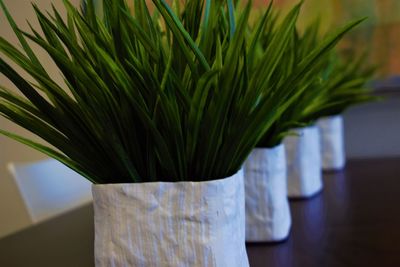 Close-up of potted plant on table