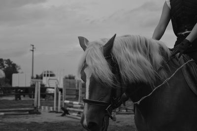 Horse standing in ranch against sky