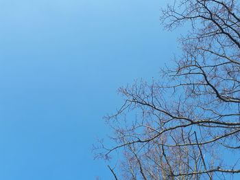 Low angle view of bare tree against clear blue sky