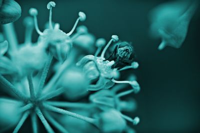 Close-up of bumblebee on flower