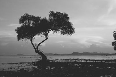 Tree in sea against sky