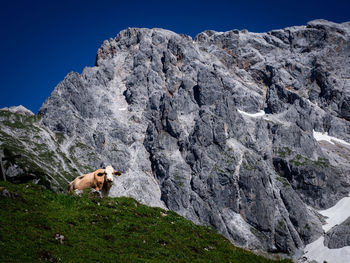 Cow in front of mountain range