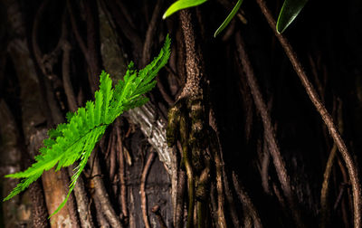 Close-up of ivy growing on tree trunk