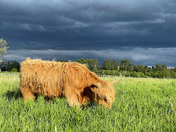 Hay bales on field against sky