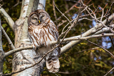 Close-up of bird perching on branch in forest