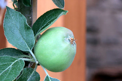 Close-up of apple on tree