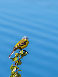 Low angle view of bird perching on branch