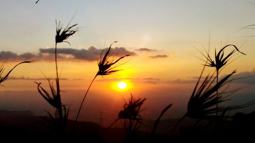 Close-up of silhouette wheat plants on field against sky at sunset