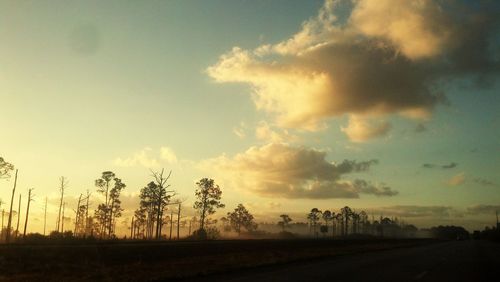 Trees on field at sunset