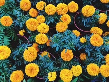 High angle view of marigold flowers blooming outdoors