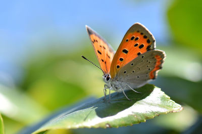 Close-up of butterfly on flower