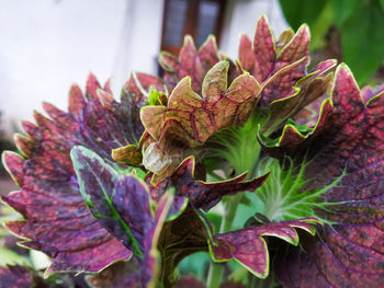 Close-up of purple flowering plant leaves