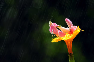 Close-up of water drops on flower