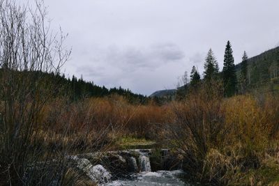 Stream flowing through forest