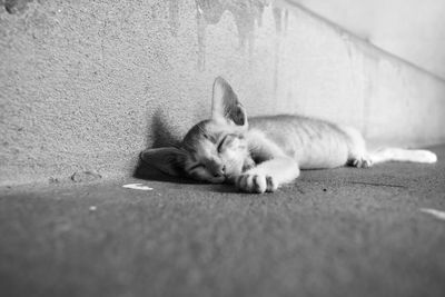 Poor kitten sleep on dirty ground in black and white photography
