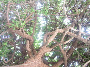 Low angle view of trees in forest