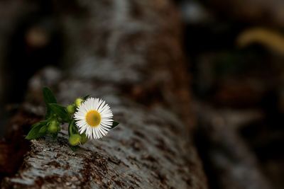 Close-up of yellow flower growing on tree trunk