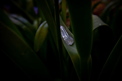 Close-up of wet grass