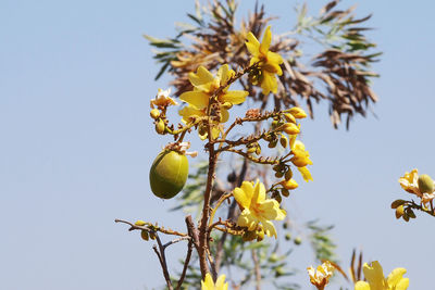 Low angle view of yellow tree against clear sky