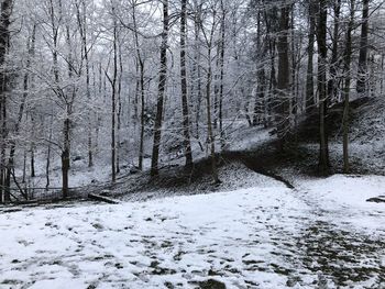 Bare trees in forest during winter