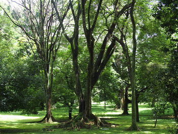 Trees in forest