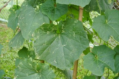 Close-up of fresh green leaves