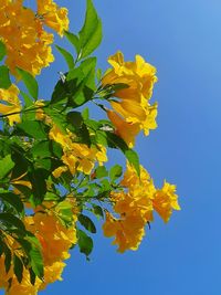 Low angle view of yellow flowering plant against clear blue sky