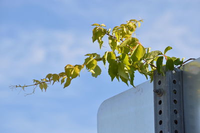 Low angle view of leaves against sky