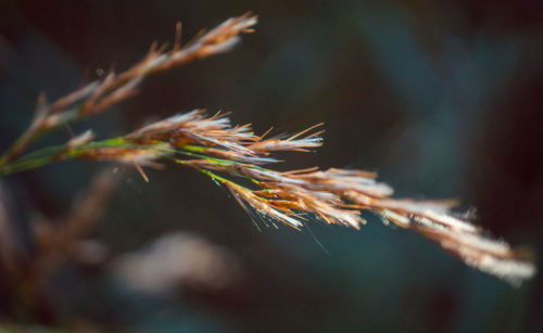 Close-up of pine tree