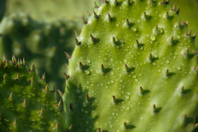 Close-up of fruit