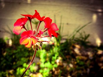 Close-up of red flowers